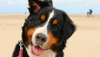 Reisen mit dem Hund – Texel ist ein ideales Reiseziel